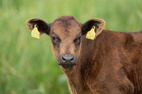 Domestic cattle or cow (Bos taurus) juvenile baby calf farm animal head portrait, England, United