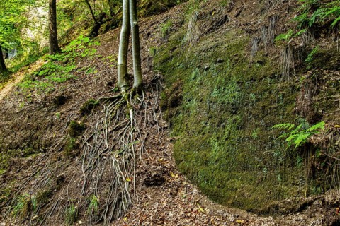 Exposed roots of a tree in the Drachenschlucht, a gorge and geological natural monument and nature