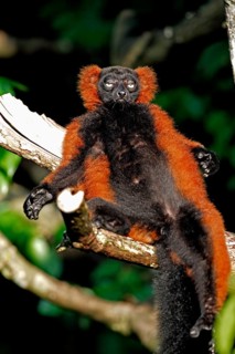 Red ruffed lemur (Varecia rubra), adult, on tree, sunbathing, Madagascar, Africa