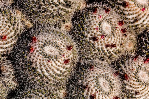 2016, Guatiza, Lanzarote, Jardin de Cactus by Cesar Manrique, ESP, Spain, Canary Islands, Canary