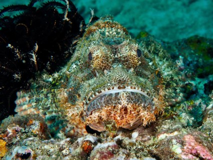 A camouflaged Papuan scorpionfish (Scorpaenopsis papuensis) lying on the seabed, dive site Twin