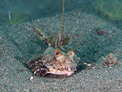 A well camouflaged finger lyrefish, giant lyrefish (Dactylopus dactylopus) lies on a sandy seabed