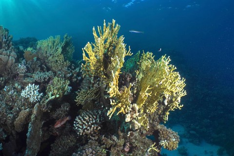Underwater photo of yellow lattice fire corals (Millepora dichotoma) in a clear blue sea, dive site