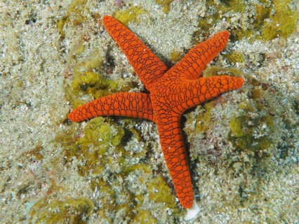 Bright orange-coloured starfish, Indian starfish (Fromia indica), on sandy sea surface, dive site