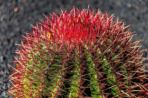 2016, Raimund Franken, Model Release:Not, Property Release: Not Guatiza, Lanzarote, Jardin de