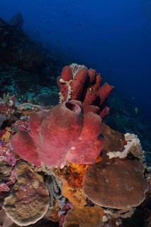 Large Brown tube sponge (Porifera) in a colourful underwater world, dive site SD, Nusa Ceningan,