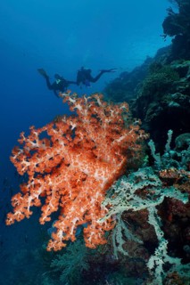 Klunzinger's tree coral (Dendronephthya klunzingeri) in the colourful reef, diver in the