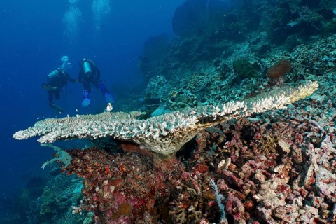Impressive table coral (Acropora hyacinthus) in the underwater world, diver in the background, dive