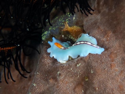 Turquoise-coloured racing stripe whirlpool worm (Pseudoceros bifurcus) with orange accents on