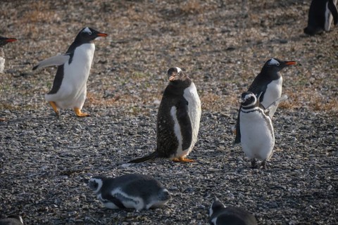Ushuaia, Tierra del Fuego, Argentina, Gentoo penguins and Magellanic penguins on Isla Martillo in