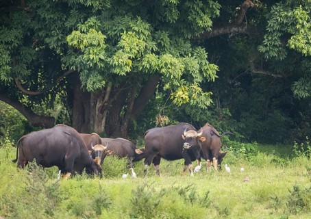 Gaur (Bos gaurus), Khiri Khan, Hua Hin, Kui Buri National Park, Thailand, Asia