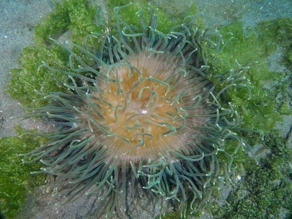 A sea anemone with green tentacles, corkscrew anemone (Macrodactyla doreensis), on a sandy bottom,
