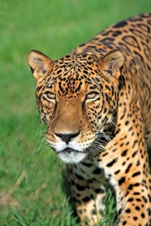 Jaguar (Panthera onca), adult, male, portrait, attentive, Pantanal, Brazil, South America