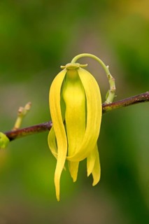 Ylang-ylang (Cananga Odorata), flower, blooming, Nosy Be, Madagascar, Africa