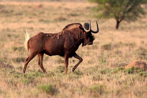 White-tailed wildebeest (Connochaetes gnou), adult, running, Mountain Zebra National Park, Eastern
