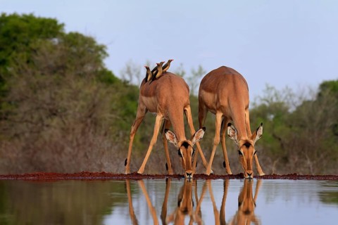 Black heeler antelope (Aepyceros melampus), female, group, at the water, drinking, with red-billed