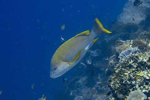 Large yellow-grey fish, Mangrove snapper (Lutjanus rivulatus), gliding along a coral reef in blue