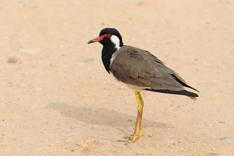 Red lapwing (Vanellus indicus) in the sand in Yala Natioal Park, Southern Province, Sri Lanka, Asia