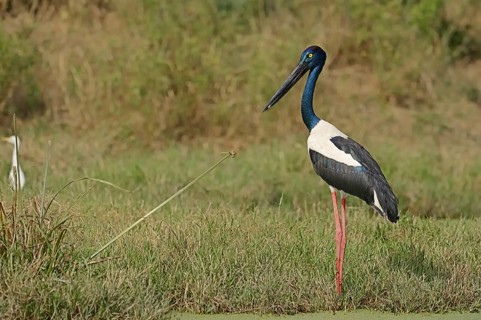 Black-necked stork (Ephippiorhynchus asiaticus), female, Keoladeo Ghana National Park, Rajasthan,