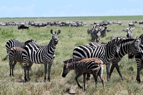 Zebras (Equus burchelli) with blue wildebeests (Connochaetes taurinus), Serengeti National Park,