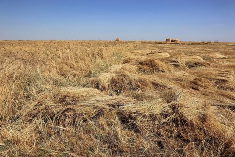 Teff, tef, dwarf millet, Eragrostis tef, seeds are gluten-free and rich in essential fatty acids.