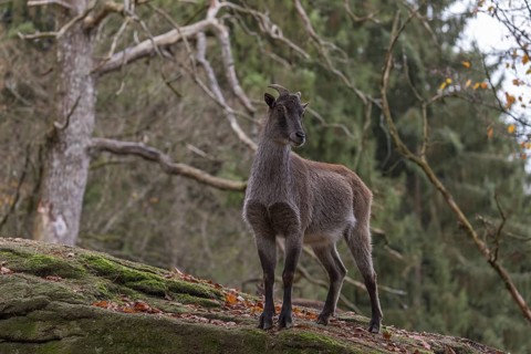 One female Himalayan Tahr (Hemitragus jemlahicus) standing in a forest. Green and yellow forest in