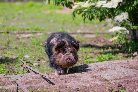 Kunekune pig, sus scrofa domesticus, a domestic breed from New Zealand
