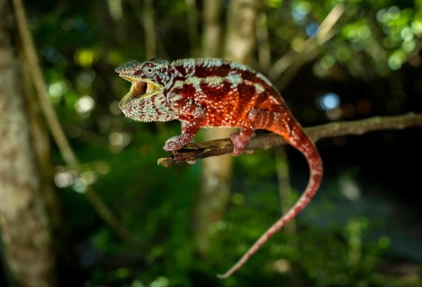 Male panther chameleon in the lowland rainforests of eastern Madagascar