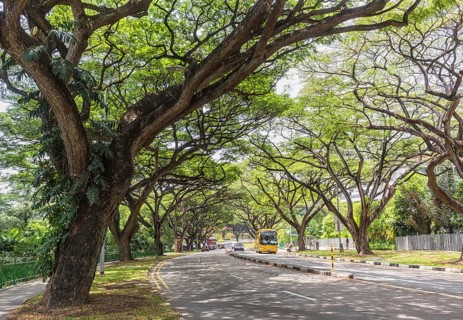 Huge trees on the streets of Singapore