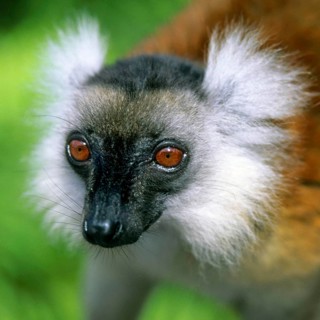 Crown sifaka, Madagascar, Coquerels crown sifaka, Prophitecus verreauxi coquereli, Madagascar,