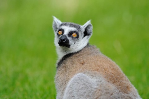 Lemur looking curiously over his shoulder into the camera, with green background, Ring-tailed Lemur