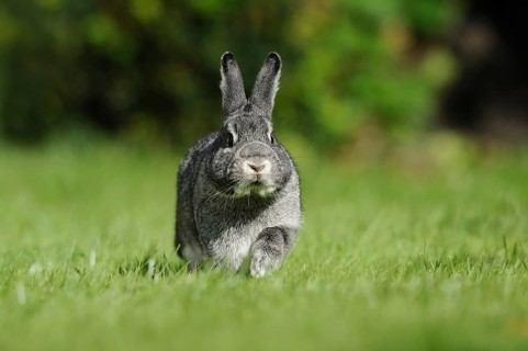 Grey hare in a meadow photographed from the front, domestic rabbit (Oryctolagus cuniculus forma