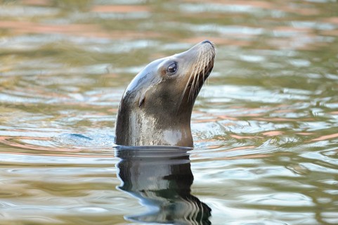 A curious sea lion looks out of the water, California sea lion (Zalophus californianus), captive