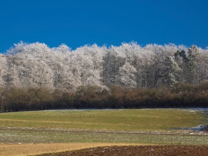 Farmland, a hedge and Beech woodland (Fagus sylvatica), covered in hoarfrost beside Breuna, North