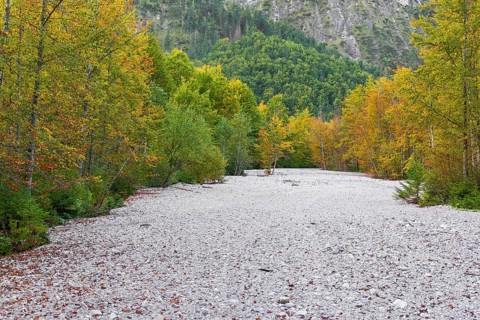 Typical debris flow in the Röll. The forest is in full fall colors