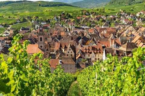 View over the vineyards to Riquewihr, Alsace, France, Europe