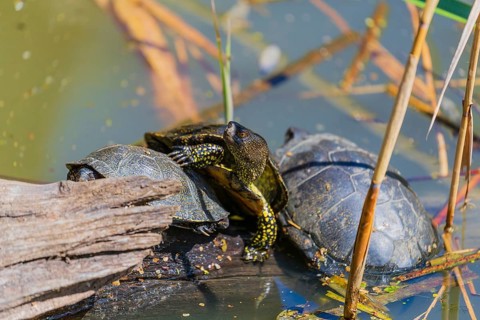 Three European pond turtle (Emys orbicularis), rest on a log lying in a pond