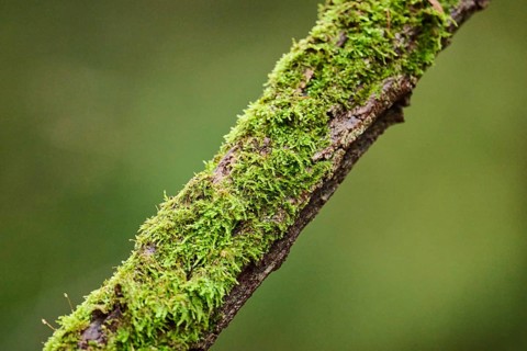 Close-up of a moss (Bryophyta) on a treetrunk, Bavaria, Germany, Europe