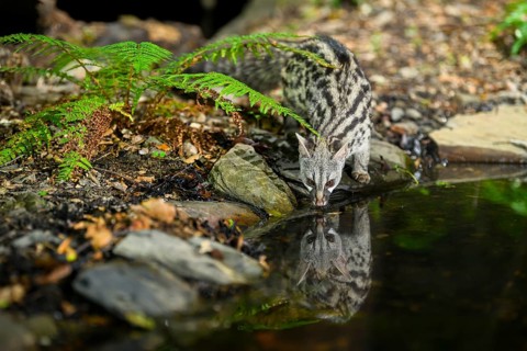 Common genet (Genetta genetta) drinking water at the shore of a lake, wildlife in a forest,