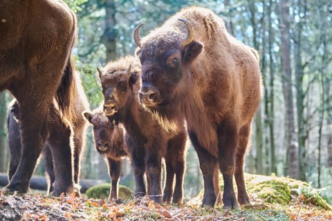 European bison (Bison bonasus) in a forest in spring, Bavarian Forest, Germany, Europe