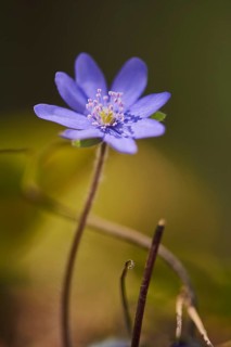Common hepatica (Anemone hepatica) flowering in a forest, Upper Palatinate, Bavaria, Germany,