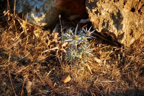 Amethyst eryngo (Eryngium amethystinum) in summer, Cres, Croatia, Europe