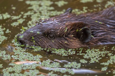 One North American beaver or Canadian beaver, Castor canadensis, swimming through a pond covered