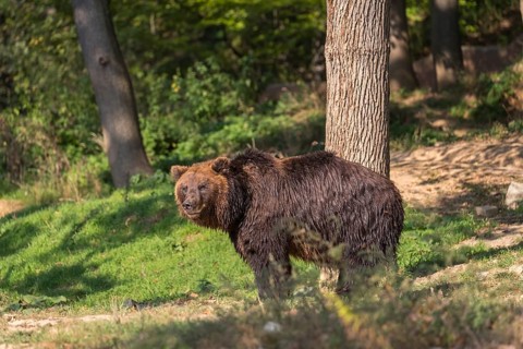 One Kamchatka brown bear (Ursus arctos piscator), standing in a forest looking back. Some green