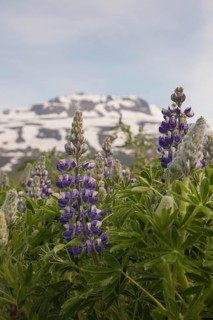Nootka lupine, Lupinus nootkatensis, covering large areas in iceland to stop erosion.