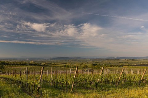 Vineyards at sunrise in Langenlois, Kamp-Manhartsberg Valley Austria
