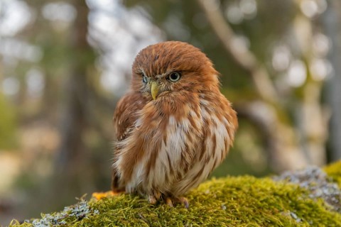 One East Brazilian pygmy owl (Glaucidium minutissimum), also known as least pygmy-owl or Sick's