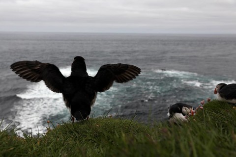 Atlantic Puffin, Common Puffin. Fratercula arctica, at the cliffs of Latrabjarg, Iceland, Europe