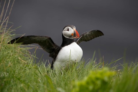 Atlantic Puffin, Common Puffin. Fratercula arctica, at the cliffs of Latrabjarg, Iceland, Europe