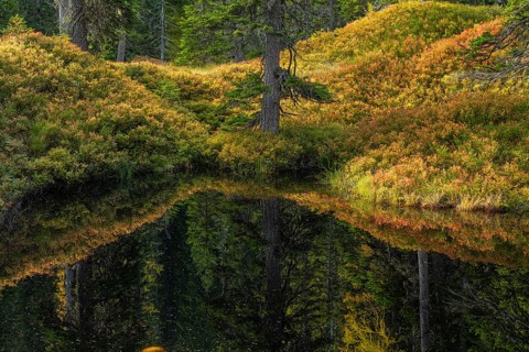 View of an autumnal virgin forest with small ponds, dead trees and heather. Hohe Tauern NP, Kolm